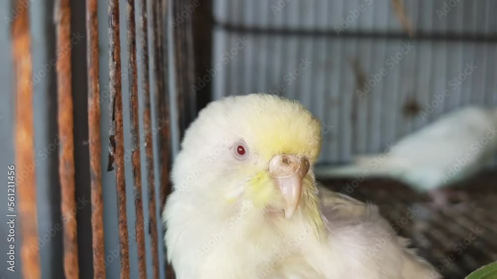 4k footage of Beautiful pigeon in cage on birds market waiting for sell