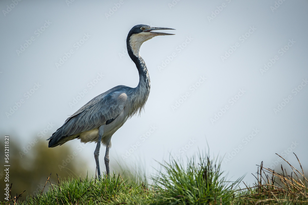 Fototapeta premium Black headed heron in the grass