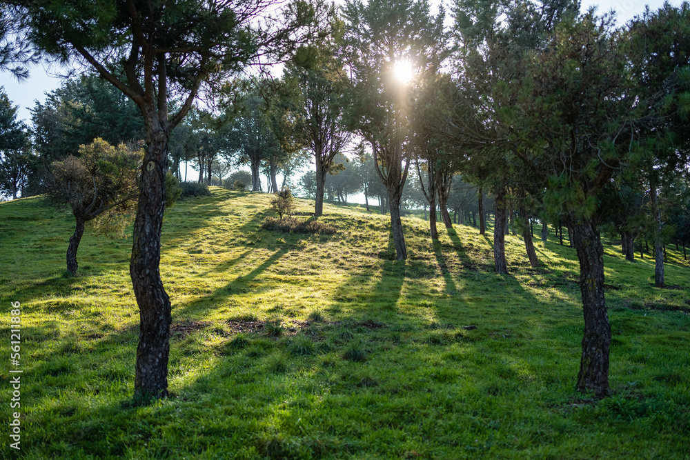 Flashes of the sun among the branches of pine trees in a Mediterranean forest in Spain. Flashes of the sun among the branches of pine trees in a Mediterranean forest in Spain.