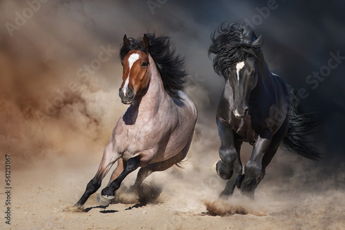 Beautiful draft horses in desert © callipso88