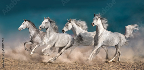 two horses running