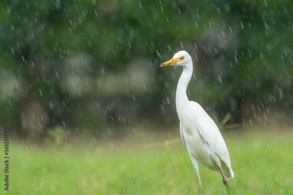 Close-up of a walking cattle egret (bubulcus ibis) with green background Close-up of a walking cattle egret (bubulcus ibis) with green background