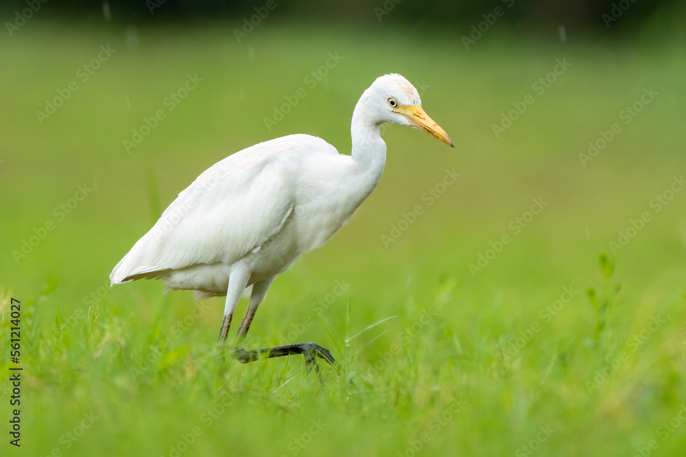 Close-up of a walking cattle egret (bubulcus ibis) with green background Close-up of a walking cattle egret (bubulcus ibis) with green background