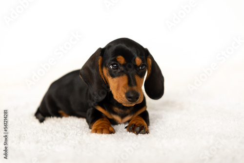 Cute little dachshund dog 10 weeks old