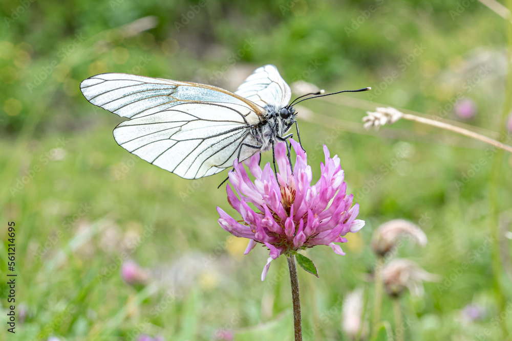 Baum-Weißling, Schmetterling an Blumen in den Alpen Baum-Weißling, Schmetterling an Blumen in den Alpen