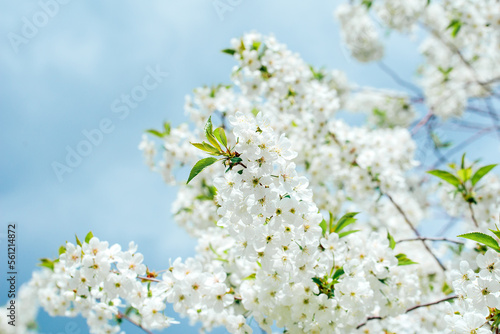 Spring background with white blossoms and sunbeamson blue sky background. Branches of blossoming cherry and bee macro with soft focus on blue background. Easter and spring greeting cards. Springtime