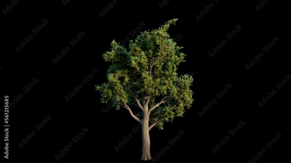 Growing oak tree on black background (with luma matte, cg animation)