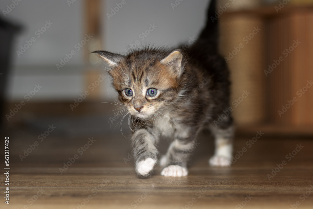 four week old Maine Coon cat takes the first steps.
