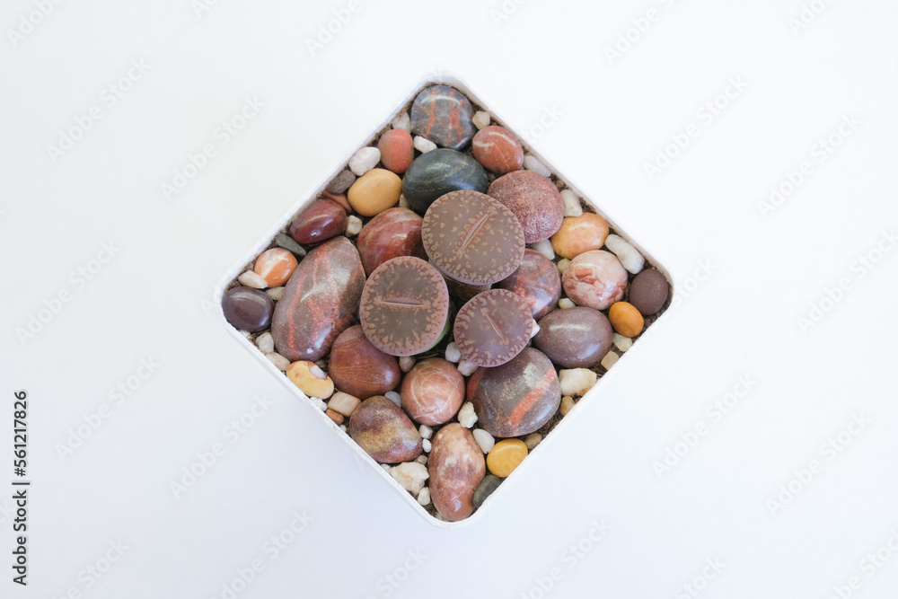 Several multi-colored Lithops grow among the stones in a square vase. High quality photo Several multi-colored Lithops grow among the stones in a square vase. High quality photo