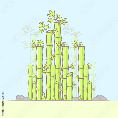 Bamboo forest, tropical asian plant