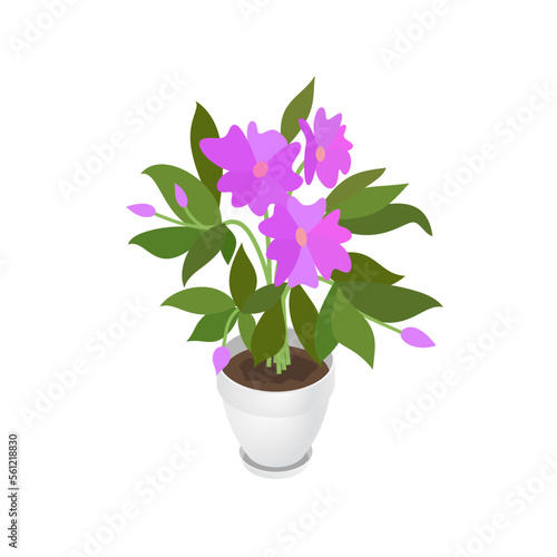 Isometric Impatiens balsamina and flowerpot. Indoor, office and house plant. Interior decoration element. 3d flower pot with plate. Vector illustration of interior plant isolated on white background