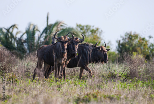 Fototapeta Naklejka Na Ścianę i Meble -  Wildebeest also called gnu are antelopes of the genus Connochaetes and native to Eastern and Southern Africa. It is found in large numbers in the wetland of isimangaliso