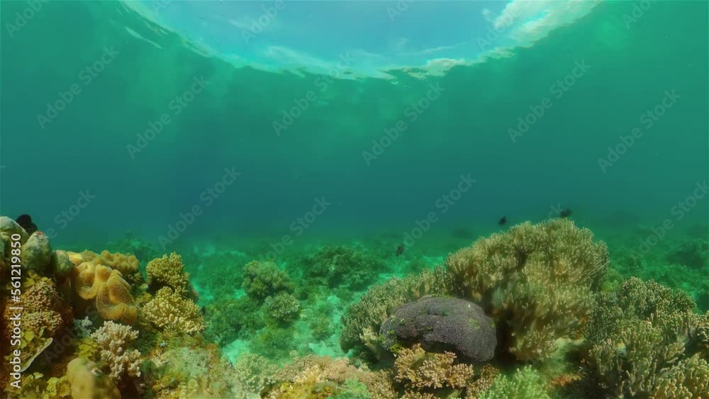 Tropical fishes and coral reef at diving. Beautiful underwater world with corals and fish. Philippines. Tropical fishes and coral reef at diving. Beautiful underwater world with corals and fish. Philippines.