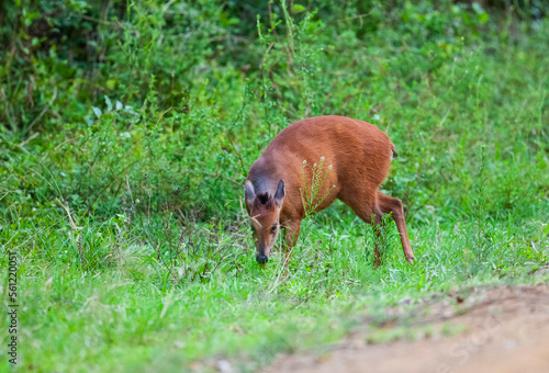 The red forest duiker (Cephalophus natalensis), Natal duiker or Natal red duiker, is a small antelope found in south and south Africa. photo