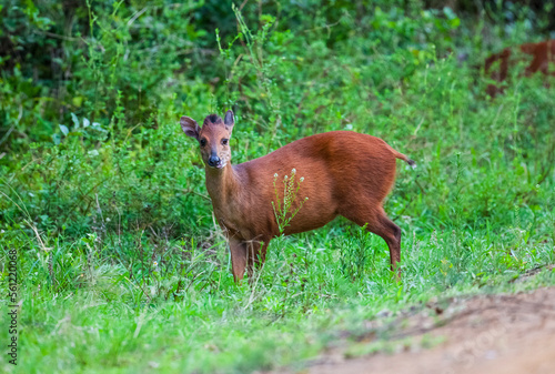 The red forest duiker (Cephalophus natalensis), Natal duiker or Natal red duiker, is a small antelope found in south and south Africa. photo