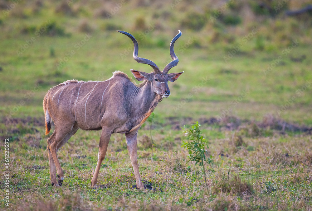 Group of kudu walks in iSimangaliso Wetland Park with savannah landscape. South Africa game drive safari. Group of kudu walks in iSimangaliso Wetland Park with savannah landscape. South Africa game drive safari.