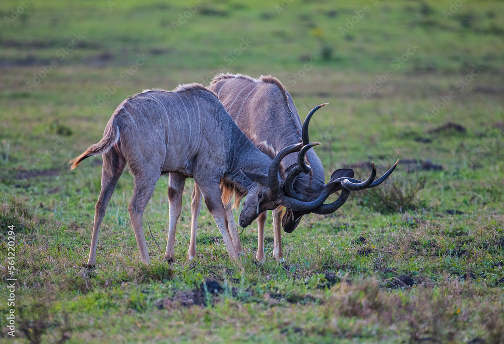 Naklejka premium Group of kudu walks in iSimangaliso Wetland Park with savannah landscape. South Africa game drive safari.
