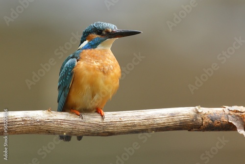 Cute male common kingfisher, alcedo atthis, sitting on branch in spring at sunrise. Small bird with colorful feathers looking in nature from front view.