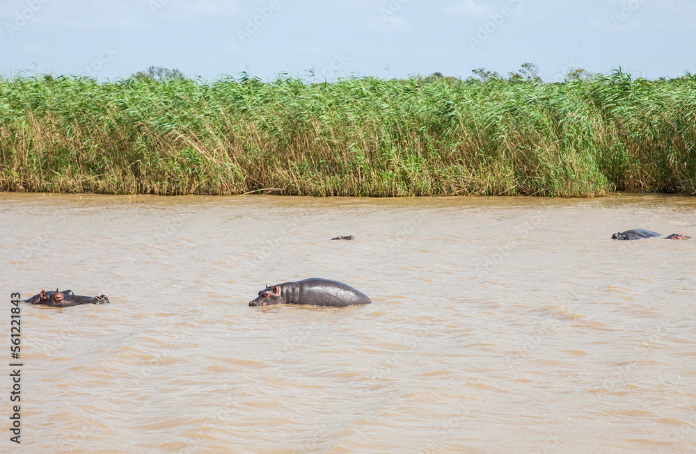 Fototapeta premium There are a lot of Hippos (Hippopotamus amphibius) live in the Lake St Lucia in South Africa.