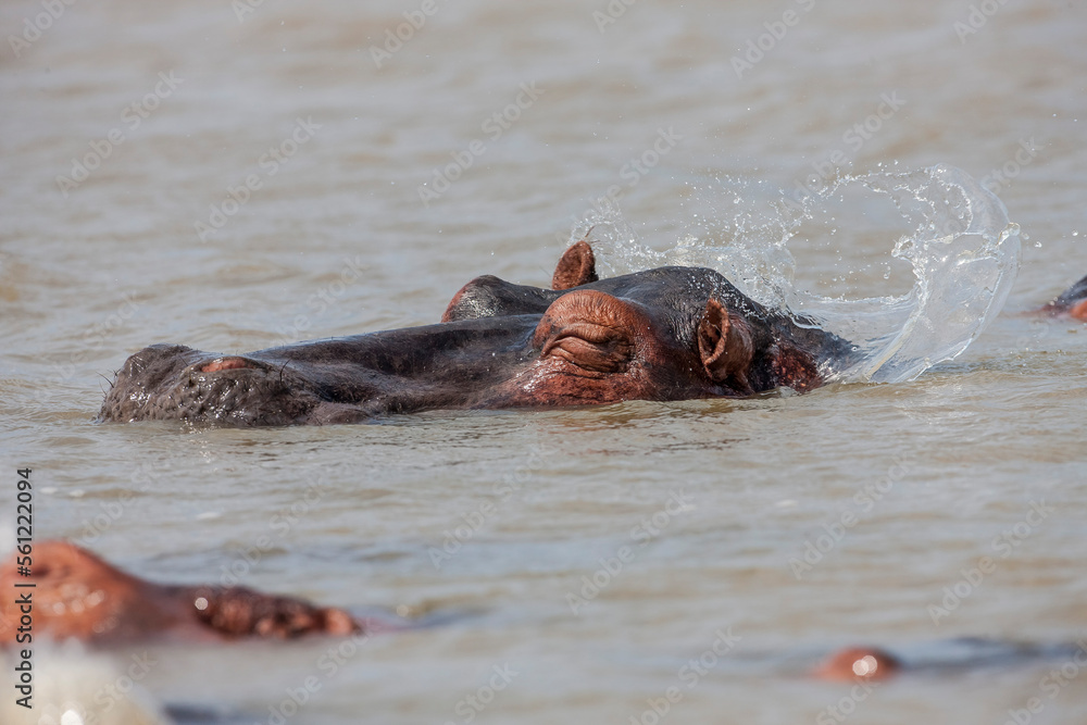 There are a lot of Hippos (Hippopotamus amphibius) live in the Lake St Lucia in South Africa. There are a lot of Hippos (Hippopotamus amphibius) live in the Lake St Lucia in South Africa.