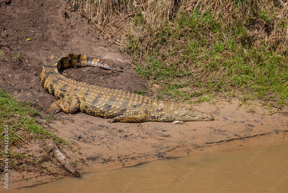 Obraz premium St Lucia Lake is the focal point of the UNESCO World Heritage Site, making it a very good habitat for crocodiles.