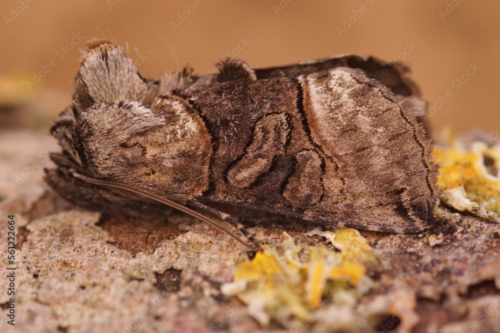 Closeup on the Spectable owlet moth, Abrostola tripartita sittting on lichen covered wood Closeup on the Spectable owlet moth, Abrostola tripartita sittting on lichen covered wood