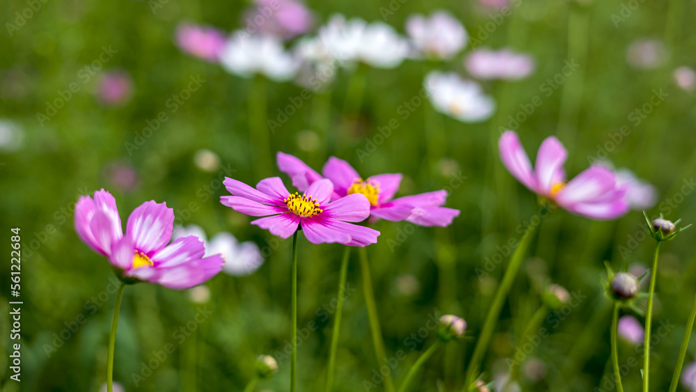 Many pink, purple and white cosmos flowers blooming beautifully in a park in rural. Many pink, purple and white cosmos flowers blooming beautifully in a park in rural.