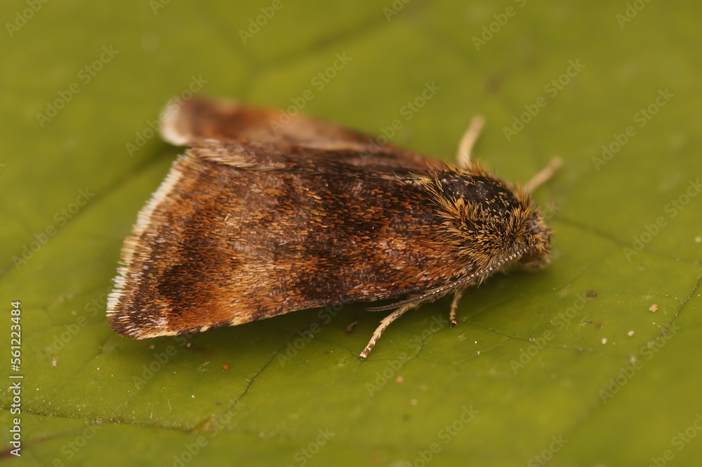 Obraz premium Closeup on a somewhat worn Small Yellow Underwing owlet moth, Panemeria tenebrata sitting on a green leaf
