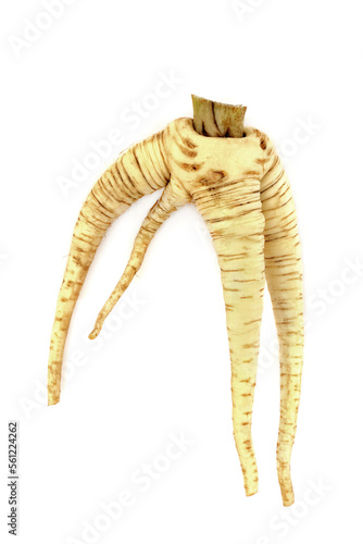 Parsnip organic twisted and deformed organic vegetable on white background. Forked specimen but healthy heart food high in minerals and vitamins, antioxidants, smart carbs and protein. Flat lay. photo