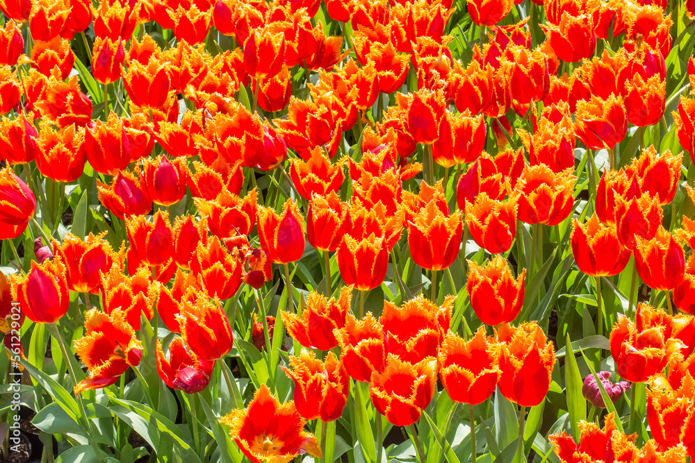Beautiful blooming tulips in the park. Beautiful blooming tulips in the park.