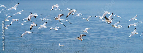 Wildlife panorama, background banner of Larus Charadriiformes or White Seagull on a sea, migration season, Population flying birds in group its flies over ocean. Ornithology Bird in mangrove Thailand.