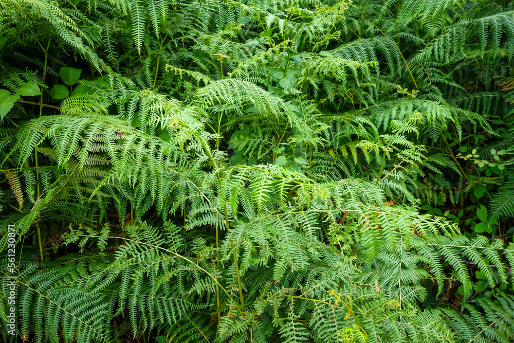 Fern leaves in a forest Fern leaves in a forest