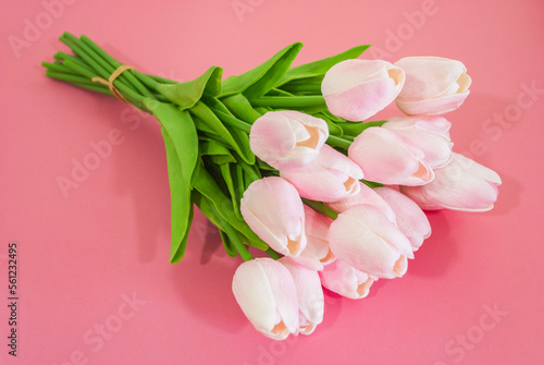 pink tulips on pink background