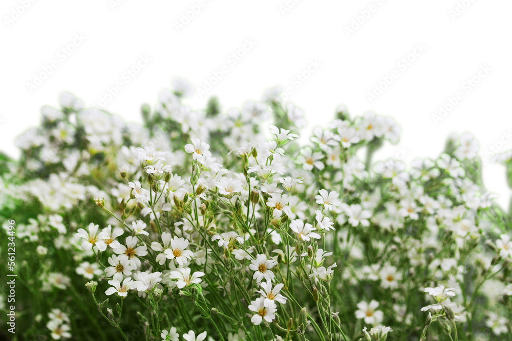 Close-up of flowers isolated on white background