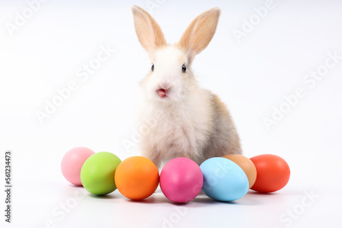 young baby rabbit with easter eggs on white background © offsuperphoto