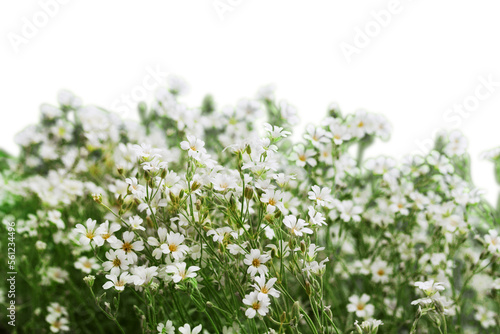 Close-up of flowers isolated on white background