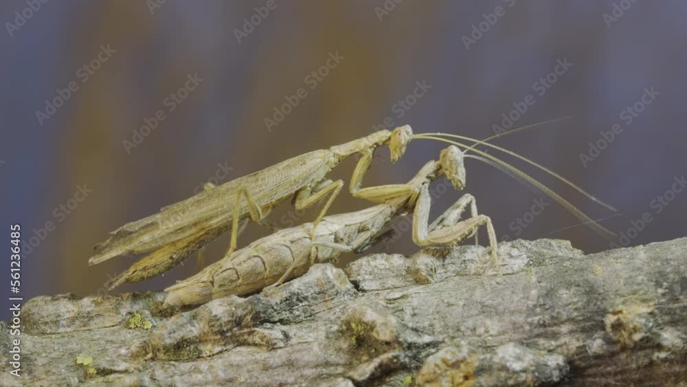 Close-up, female praying mantis walks along tree branch, the male sits on top of her and moves his antennae, stimulating her to mate. Crimean praying mantis (Ameles heldreichi) Close-up, female praying mantis walks along tree branch, the male sits on top of her and moves his antennae, stimulating her to mate. Crimean praying mantis (Ameles heldreichi)