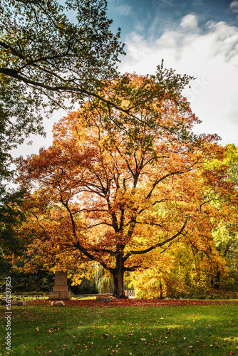 autumn tree in the park