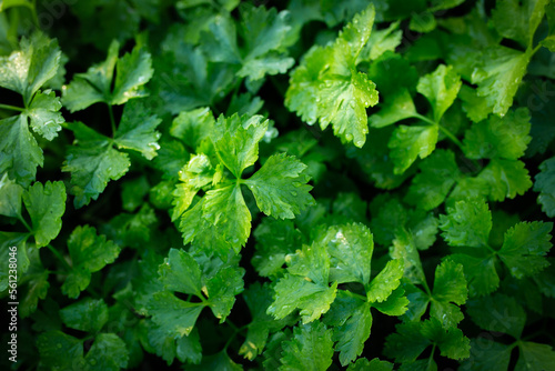 Wallpaper Mural close-up of celery plantation (leaf vegetable) in the garden. Torontodigital.ca