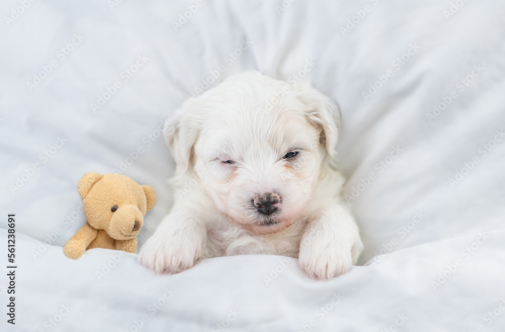 Tiny Bichon Frise puppy sleeps under white blanket on a bed at home with favorite toy bear. Top down view Tiny Bichon Frise puppy sleeps under white blanket on a bed at home with favorite toy bear. Top down view