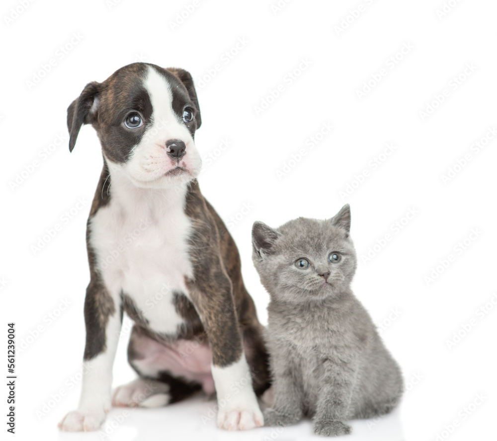 Cute German Boxer puppy dog and tiny kitten sit together and look away on empty space. isolated on white background