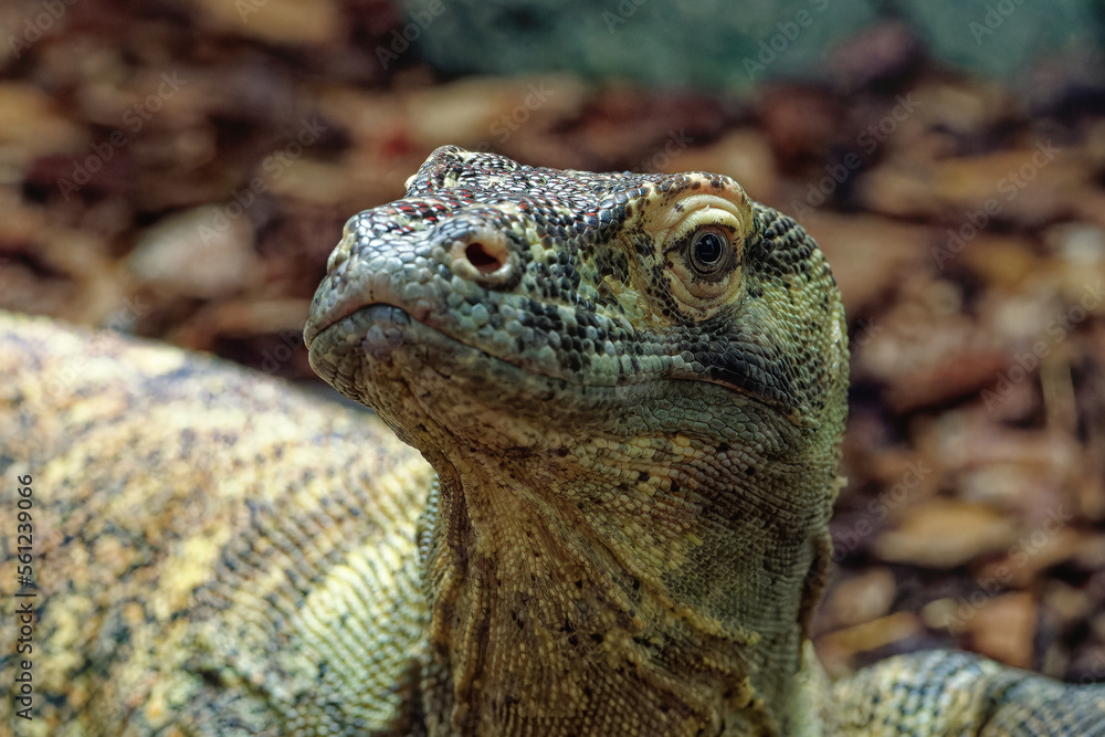 Komodo Dragon Komodo Dragon