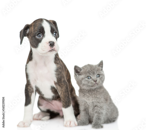 Cute German Boxer puppy dog and tiny kitten sit together and look away on empty space. isolated on white background