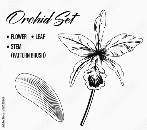 Cattleya Orchid flower set on white background. Single flower, leaf and stem. Stem is vector pattern brush. Black and white illustration.