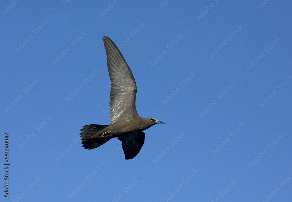 Fototapeta premium Brown Noddy, Noddy, Anous stolidus