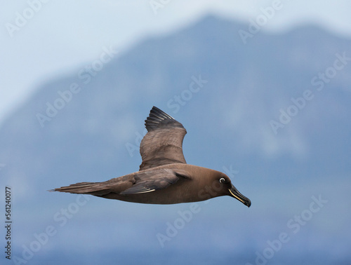 Zwarte Albatros, Sooty Albatros, Phoebetria fusca photo