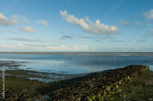 Fototapeta Naklejka Na Ścianę i Meble -  Waddenzee, Wadden Sea