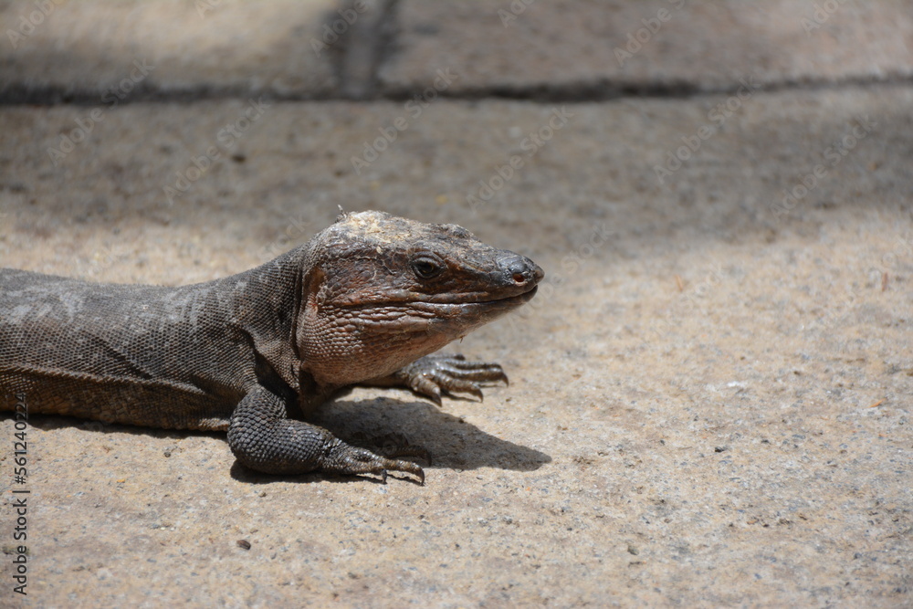 Fototapeta premium lizard on the sand