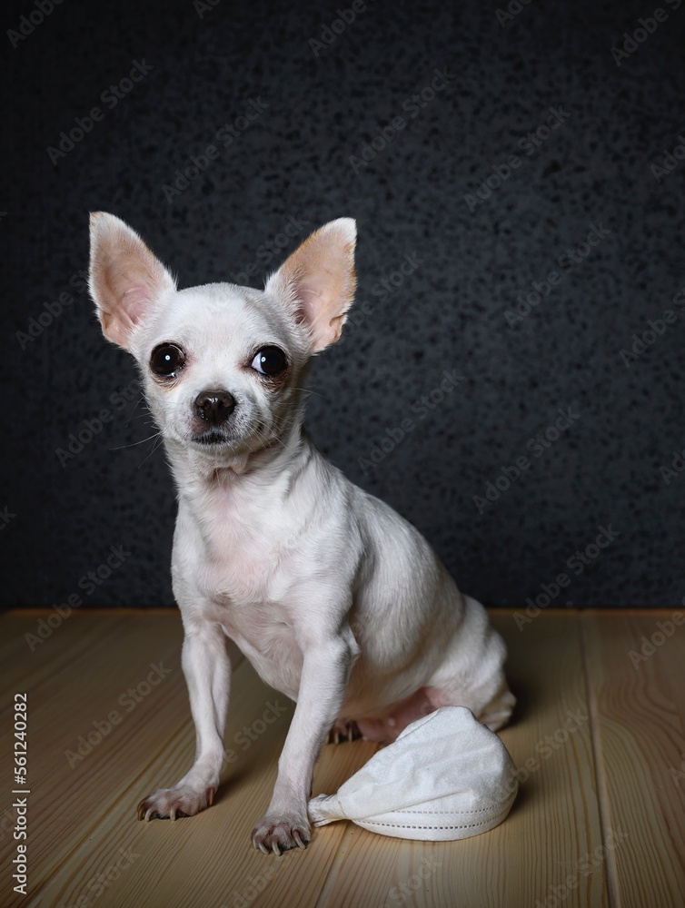Chihuahua dog sits in a half-turn on a light wooden surface. At the feet of the dog lies a white gauze bandage Chihuahua dog sits in a half-turn on a light wooden surface. At the feet of the dog lies a white gauze bandage