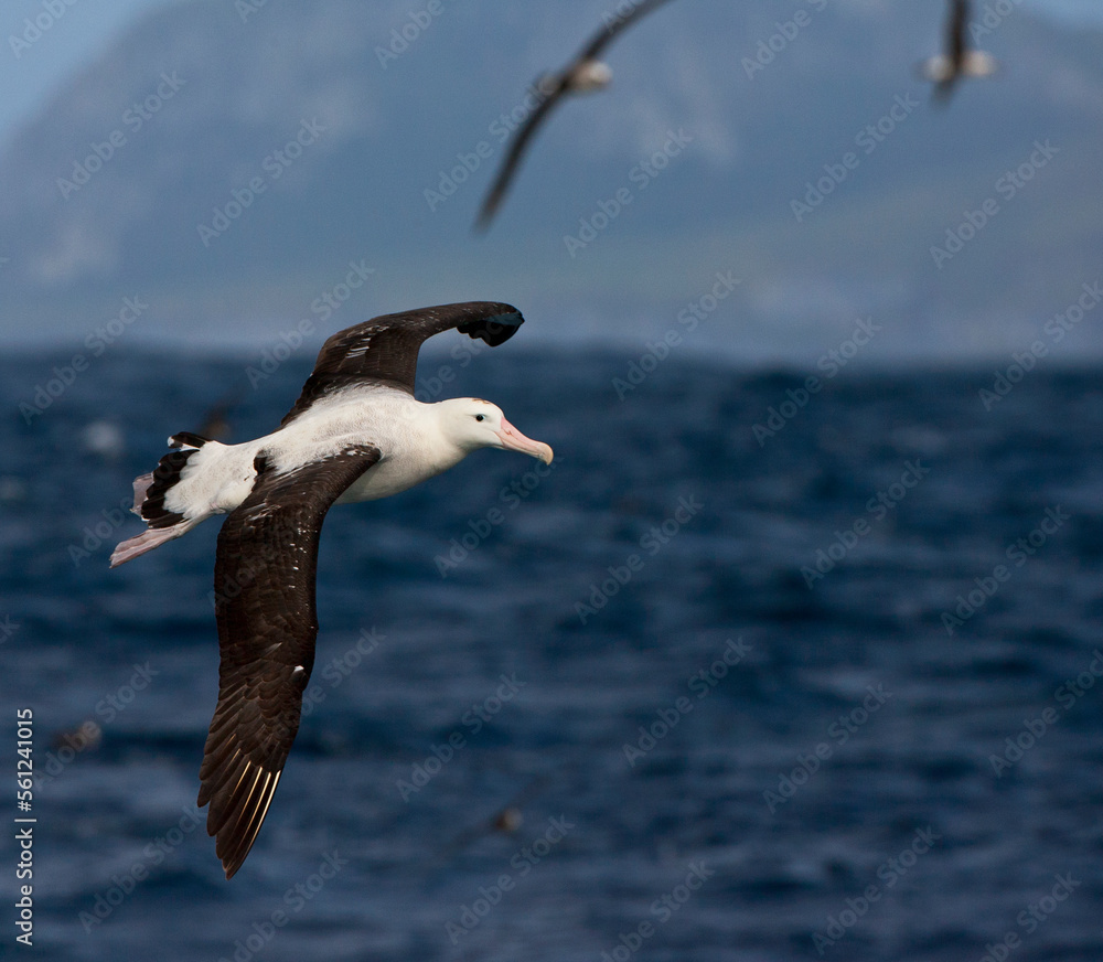 Tristanalbatros, Tristan Albatross, Diomedea dabbenena